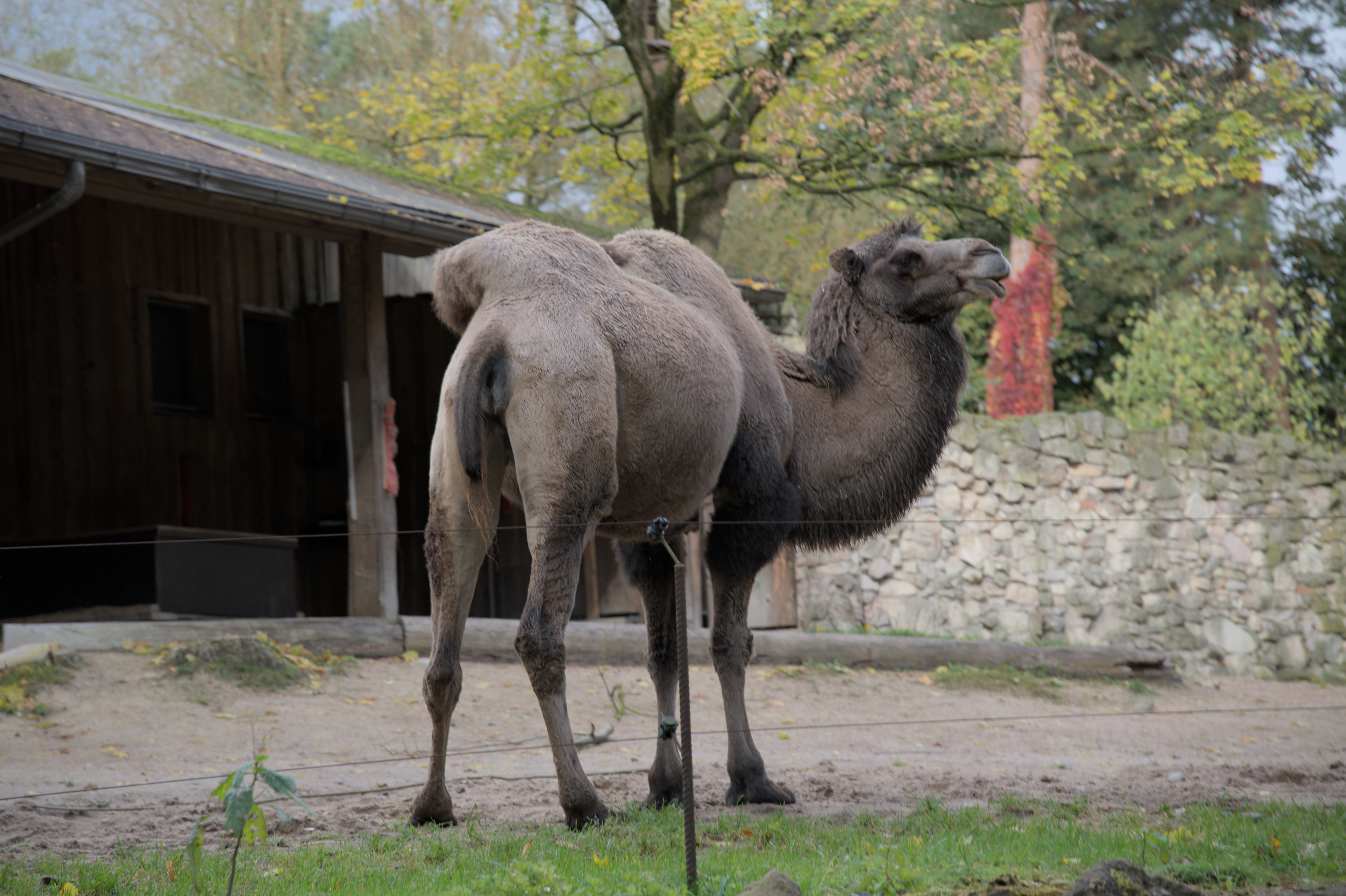 2025/10/12 - zoo/DSC_0040.jpg